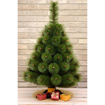 CHOINKA ŻYŁKA KLARA NIEROZCZEPIONA 50CM