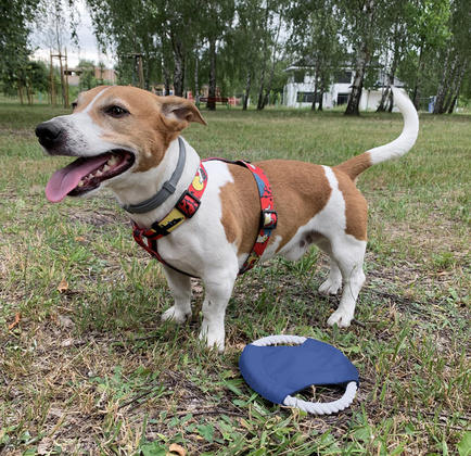 Frisbee dla psa RINGO