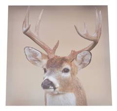 Obraz jeleń 40x40cm