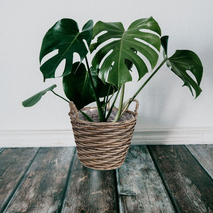 Doniczka osłonka wiklinowa kosz koszyk z uchwytami na kwiaty rośliny 27x27 cm