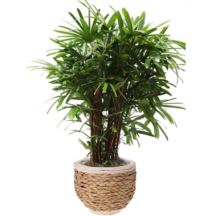 Doniczka osłonka pleciona na kwiaty rośliny 26x21 cm