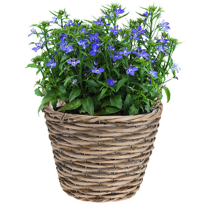 Doniczka osłonka wiklinowa kosz koszyk z uchwytami na kwiaty rośliny 22x22 cm