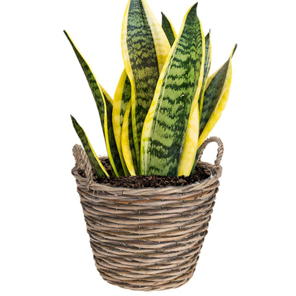 Doniczka osłonka wiklinowa kosz koszyk z uchwytami na kwiaty rośliny 27x27 cm