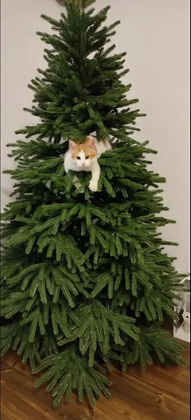 Choinka sztuczna PE08 180 cm FULL PE ZIELONA z metalowym stojakiem