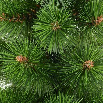 CHOINKA ŻYŁKA KLARA NIEROZCZEPIONA 50CM